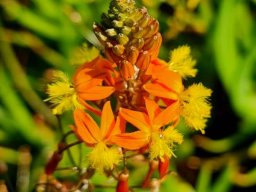 Bulbine frutescens flowering orange